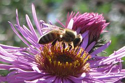 Biene auf violetter Blüte einer Aster im Sonnenlicht