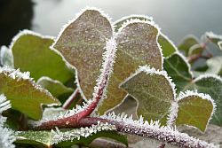 Efeu im Frost