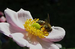 Blüte der Herbstanemone mit Biene