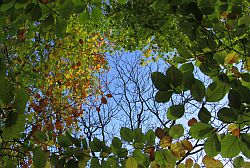 Blauer Himmel mit kahlen Wipfeln durch herbstliche Buchen gesehen