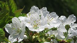 Kirschblüten