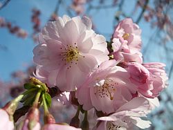 Blüten der Japanischen Kirsche im Sonnenlicht vor blauem Himmel