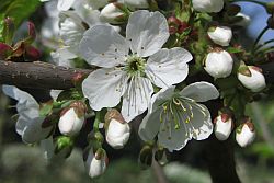 Zwei Kirschblüten und Knospen am Zweig