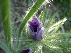 Leicht geöffnete Blüte der Küchenschelle (Pulsatilla) im Gegenlicht