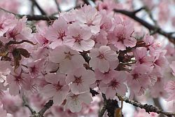 Ein Büschel rosa Prunusblüten