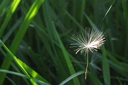 Samen-Schirmchen einer Löwenzahn-Pusteblume 
im Gegenlicht vor grünem Gras an einem Spinnenfaden hängend